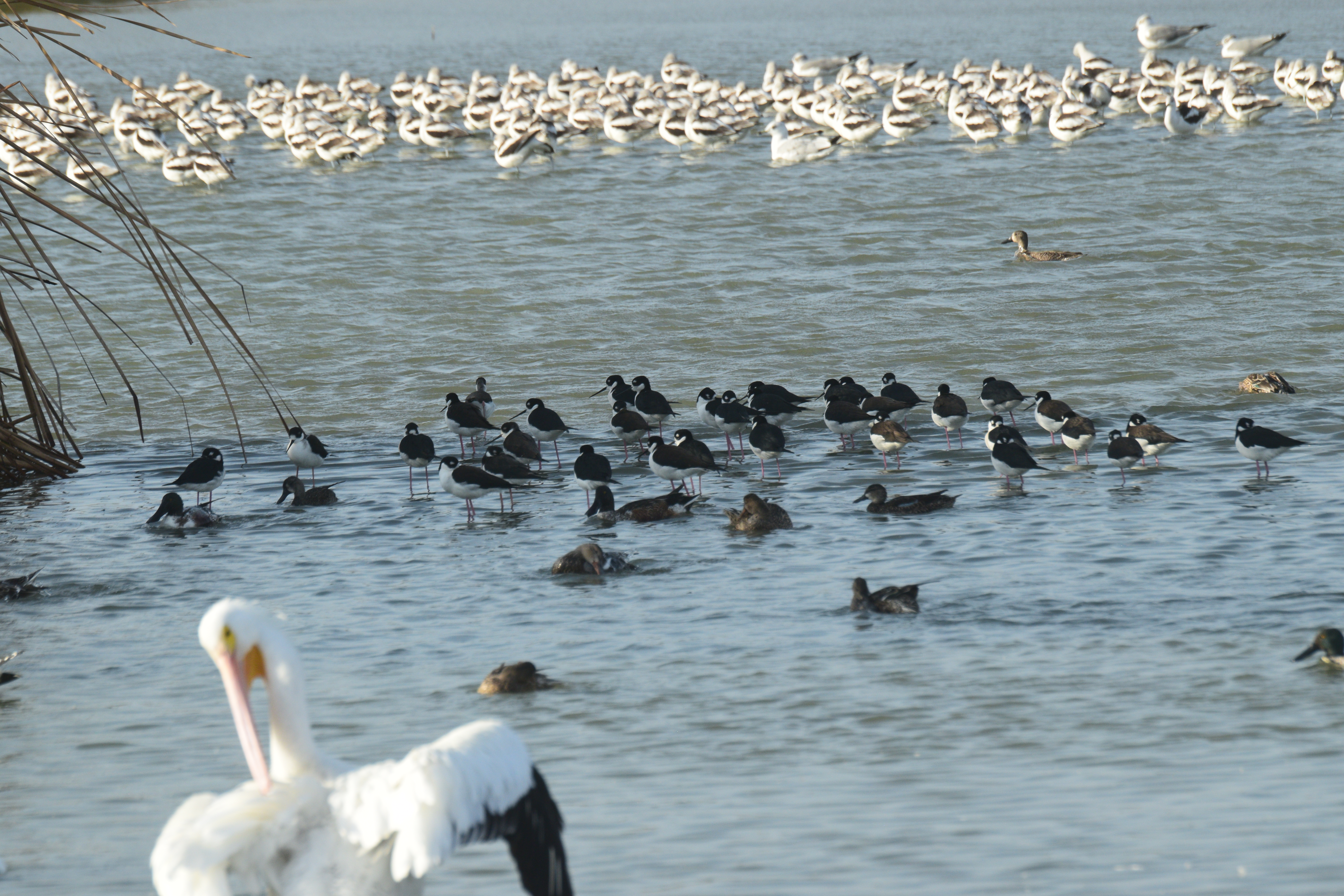 Wildlife photography